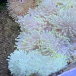 Sebae Anemone