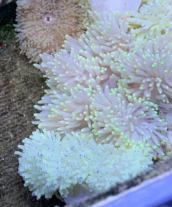 Sebae Anemone