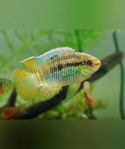 Dwarf Flag Acara