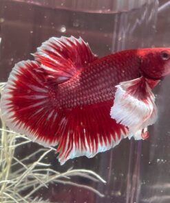 Halfmoon Betta Male