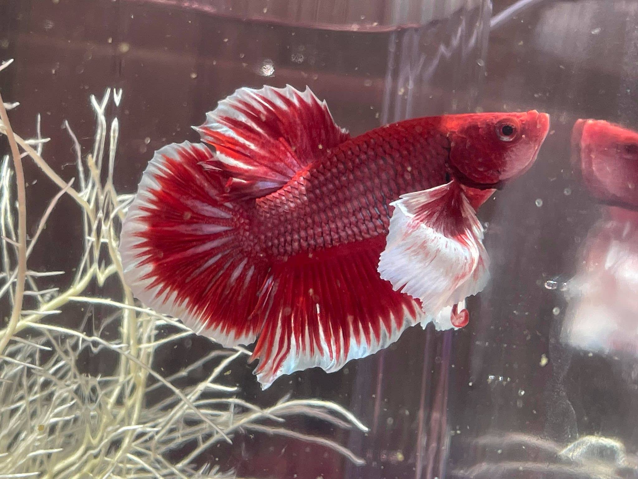 Halfmoon Betta Male