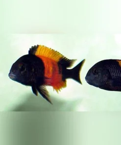 Tropheus Moorii Red Banded