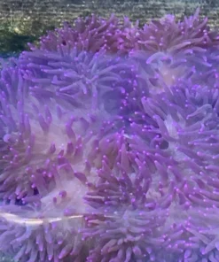 Sebae Purple Anemone