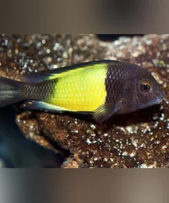 Tropheus Moorii Yellow Banded