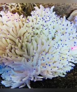 Sebae Purple Tip Anemone