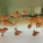 Tropheus Red Phoenix