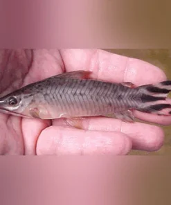 Flagtail Porthole Catfish