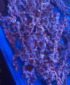 Spider Sponge