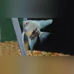 Blue Pinoy Angelfish