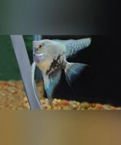 Blue Pinoy Angelfish