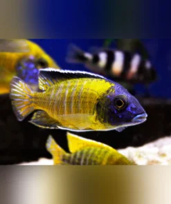 Usisya Flavescent Peacock Cichlid