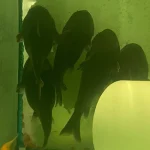 Gulper Catfish