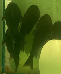 Gulper Catfish