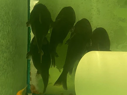 Gulper Catfish