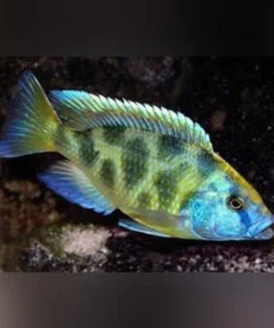 Venustus Cichlid