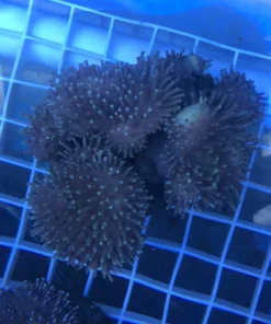 Toadstool Coral
