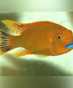 Williamsi Blue Lips Cichlid