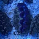 Tridacna Maxima Clam