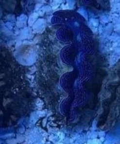 Tridacna Maxima Clam