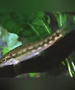 Chinese Algae Eater