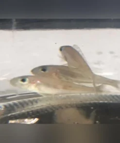 Xenotalapia bathyphilus