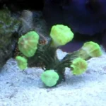 Trumpet Coral