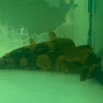 Giant Bumblebee Catfish