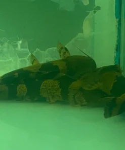 Giant Bumblebee Catfish