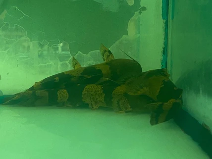 Giant Bumblebee Catfish
