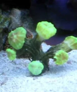 Trumpet Coral