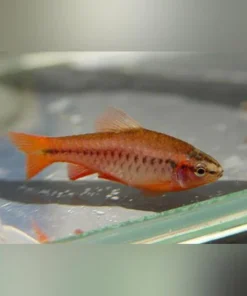 Cherry Barb