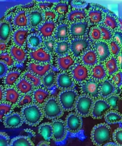Watermelon Zoanthid