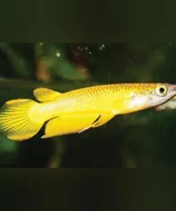 Gold Dream Panchax
