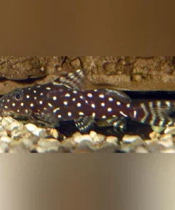 Synodontis Angelicus Catfish