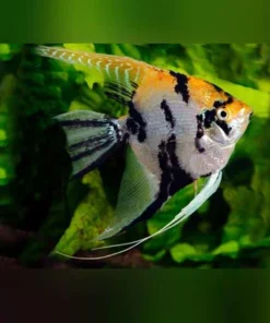 Gold Marble Angelfish