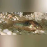 Bronze Cory
