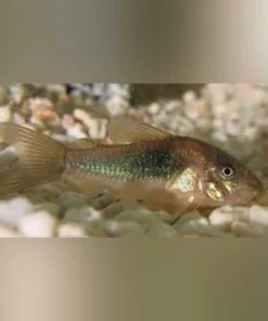 Bronze Cory