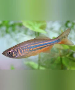Giant Danio