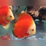 Red Marlboro Discus