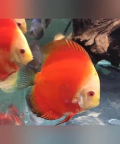 Red Marlboro Discus