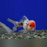 Calico Oranda Goldfish