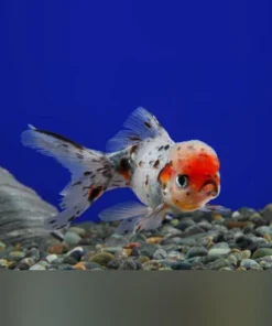 Calico Oranda Goldfish