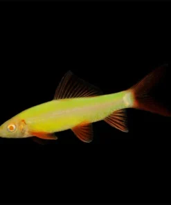 Electric Green Glo Shark