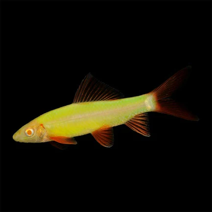 Electric Green Glo Shark