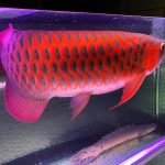 Chili Red Arowana Fish