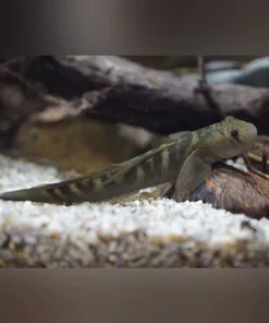 Monk Goby