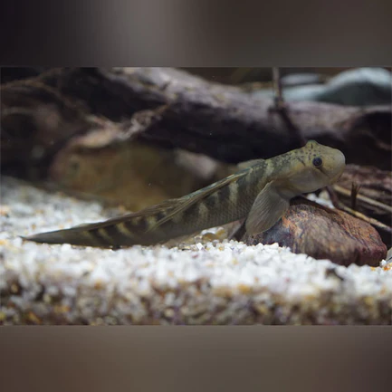 Monk Goby