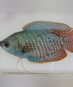 Neon Blue Dwarf Gourami