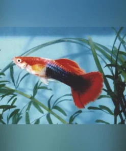 Blond Tuxedo Guppy (Pair)