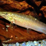 Green Tiger Loach